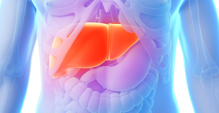The first 3D Printed Organ will be a Liver